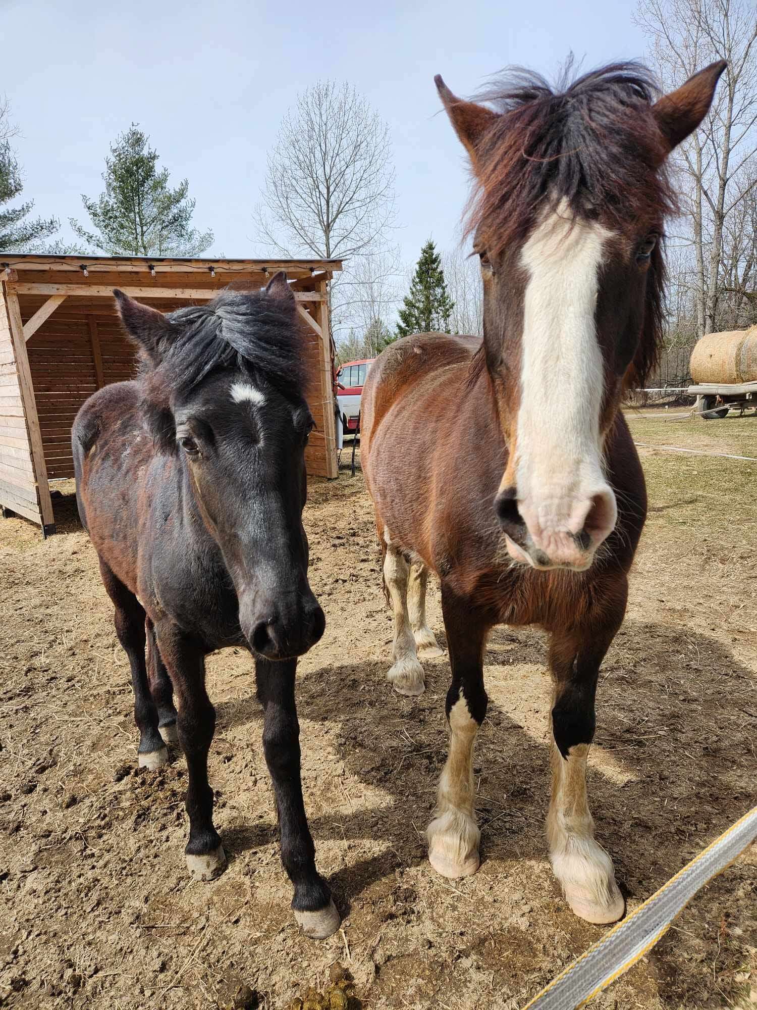 TOKYO LE PETIT CHEVAL - PELUCHE